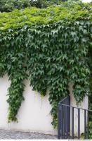 wall overgrown ivy 0009